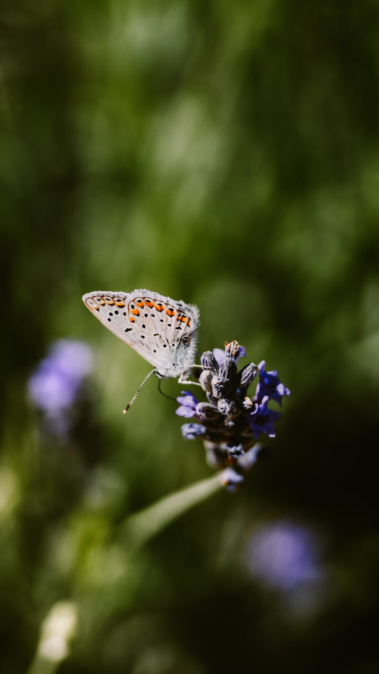 White Spotted Butterfly Sitting On Flower