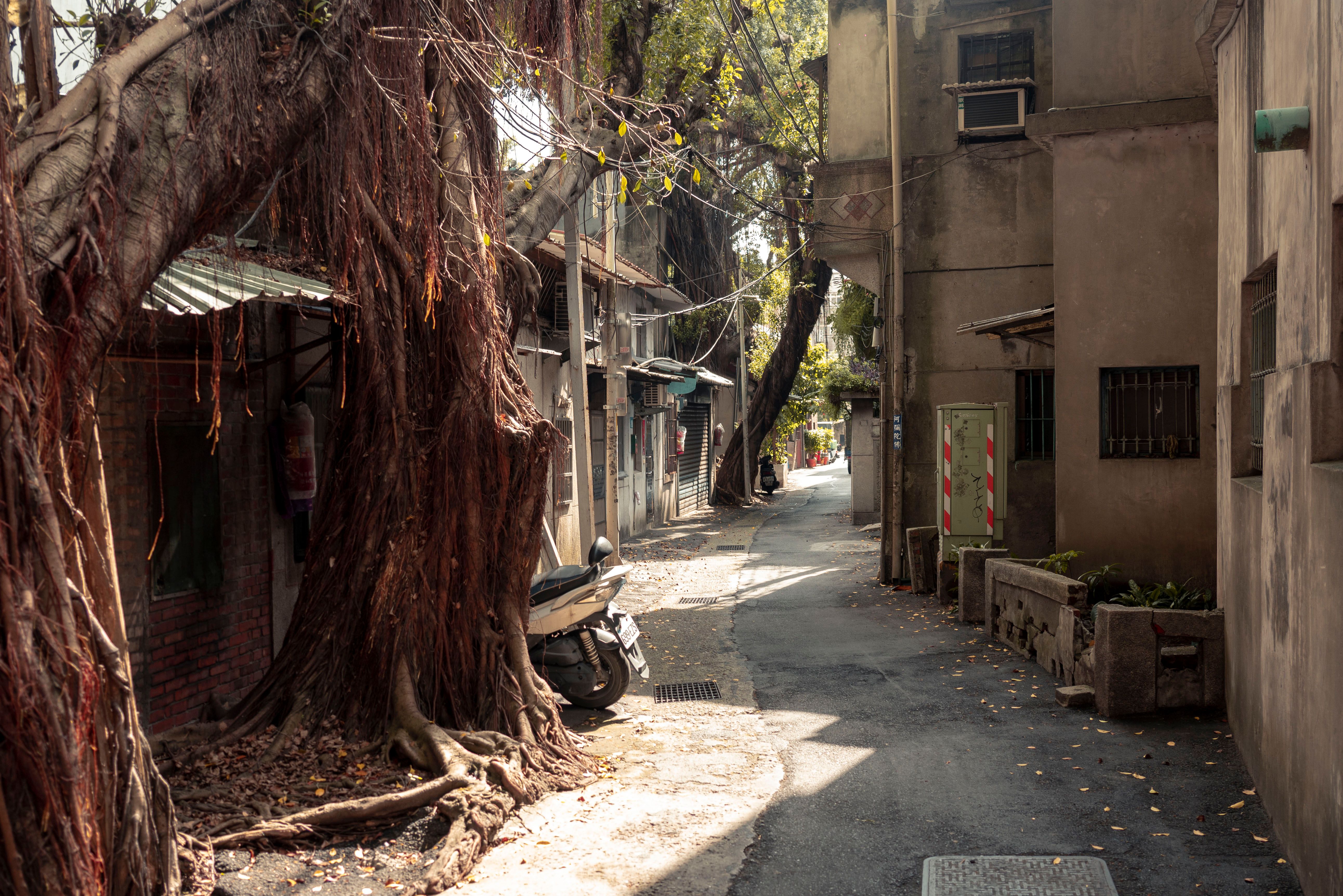 Large tree growing close to a building and its foundation