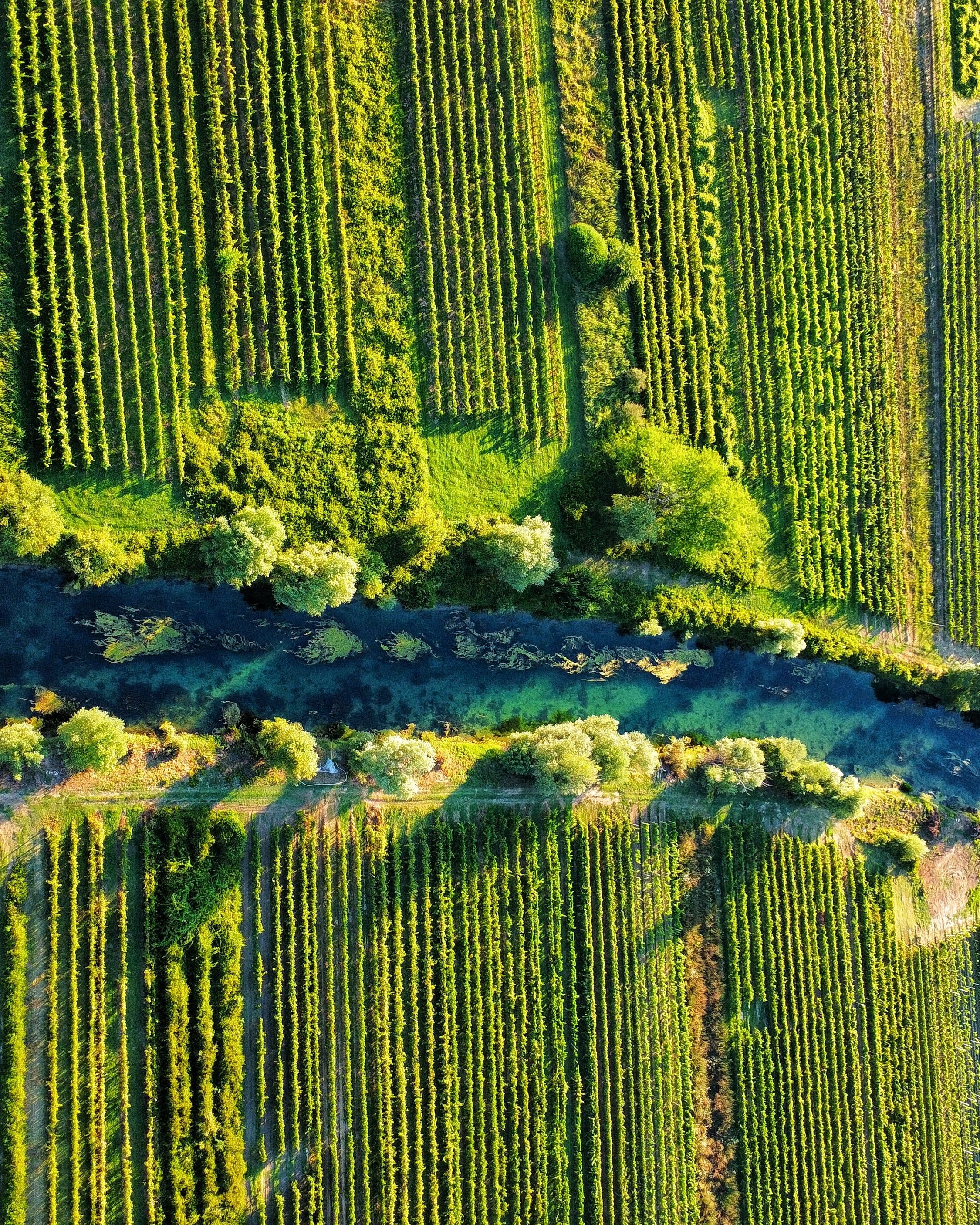 Birds Eye View of Green Fields · Free Stock Photo