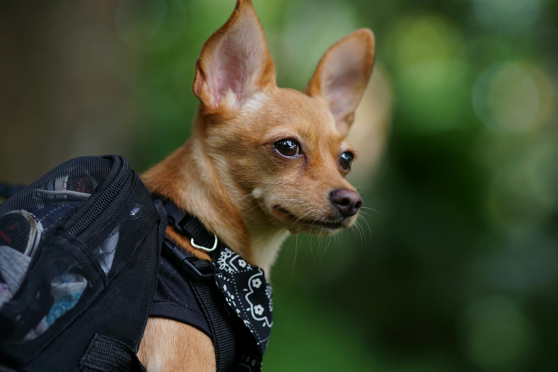 A Brown Chihuahua Dog Wearing a Bandana