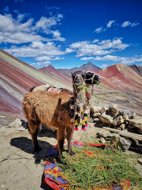 Δωρεάν στοκ φωτογραφιών με llamas, βουνά, ζώα