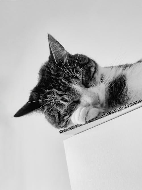 Head of Sleeping Cat in Black and White