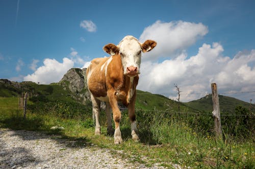 A Cow Standing on a Pasture in Mountains 