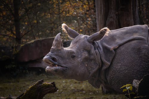 Kostenloses Stock Foto zu horn, kopf, nahansicht