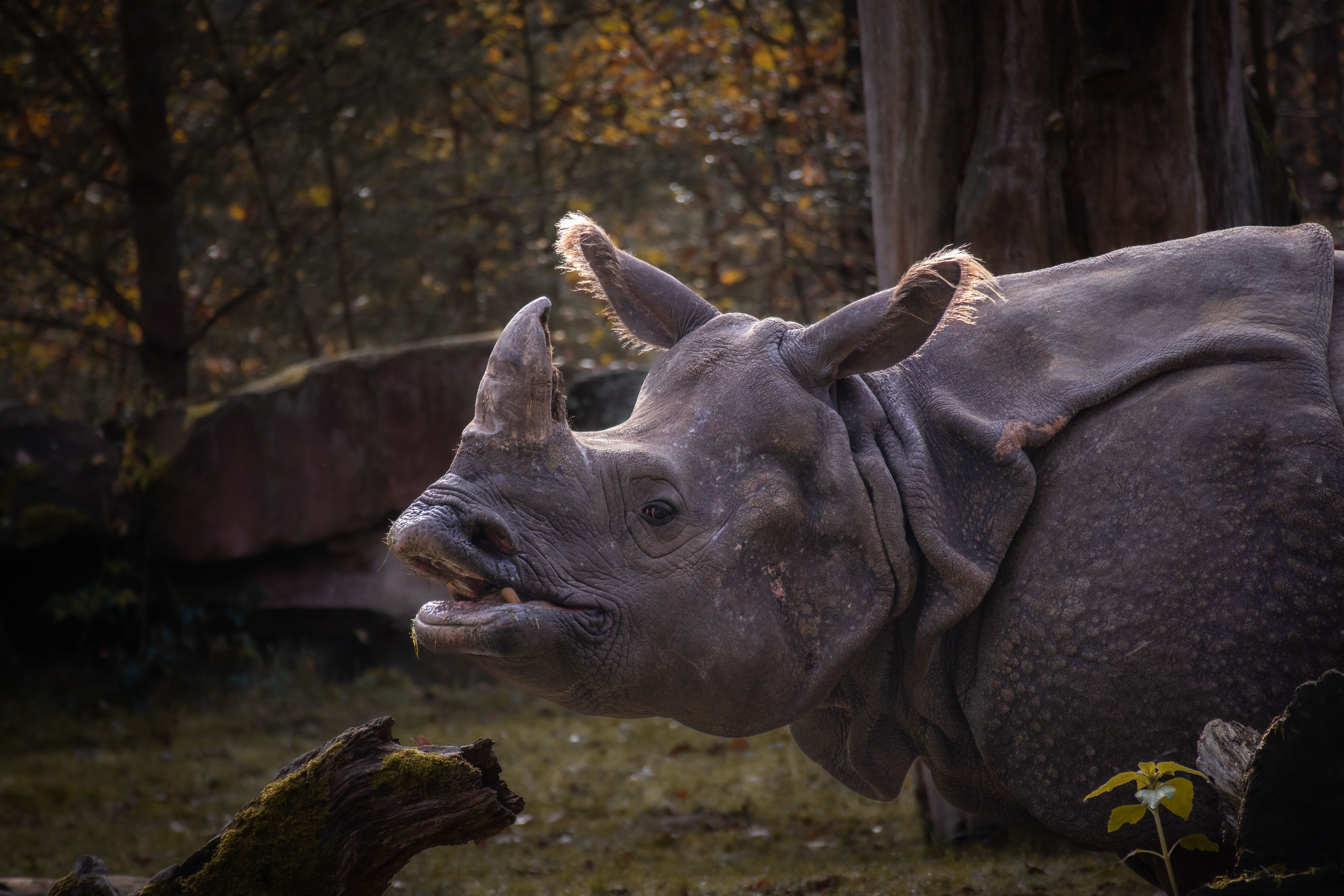 Close up of Rhino · Free Stock Photo