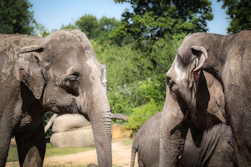 Kostenloses Stock Foto zu elefanten, gehege, natur