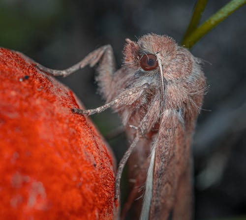 Close up of Moth