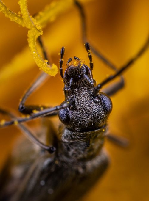 Free Macro shot of beetle feeding on pollen, showcasing intricate insect features. Stock Photo