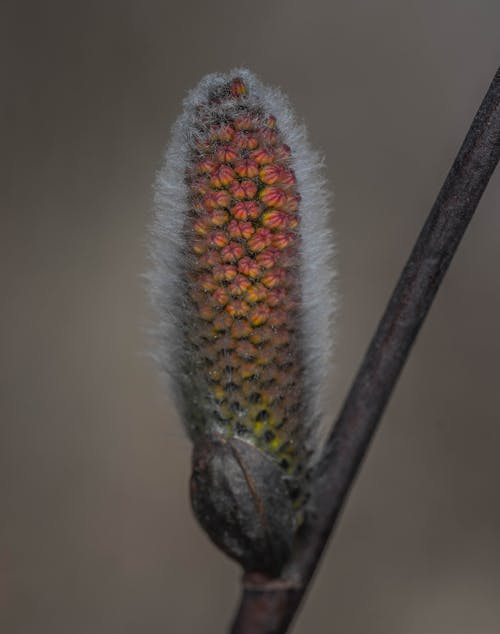 Close up of Purple Willow Bud