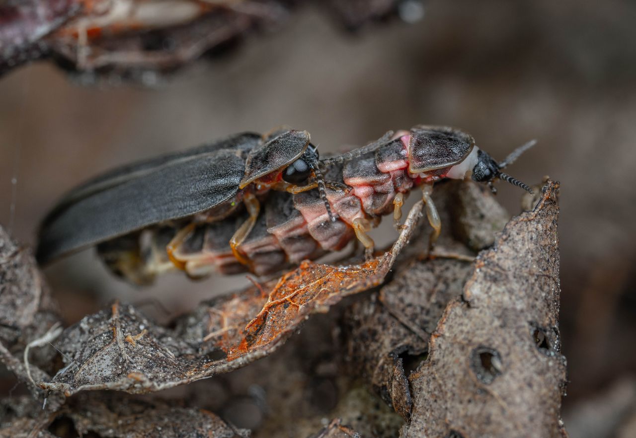 close up of fireflies on dried leaves showcasing intricate insect deta