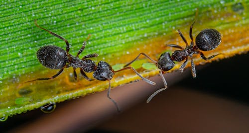 Close up of Ants on Leaf