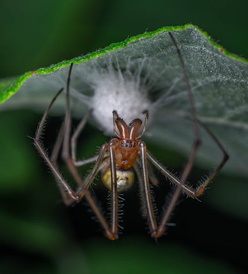 Closeup of Argyrodes Spider