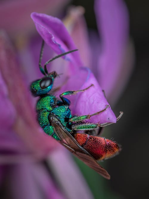 Green and Red Fly on Violet Petal