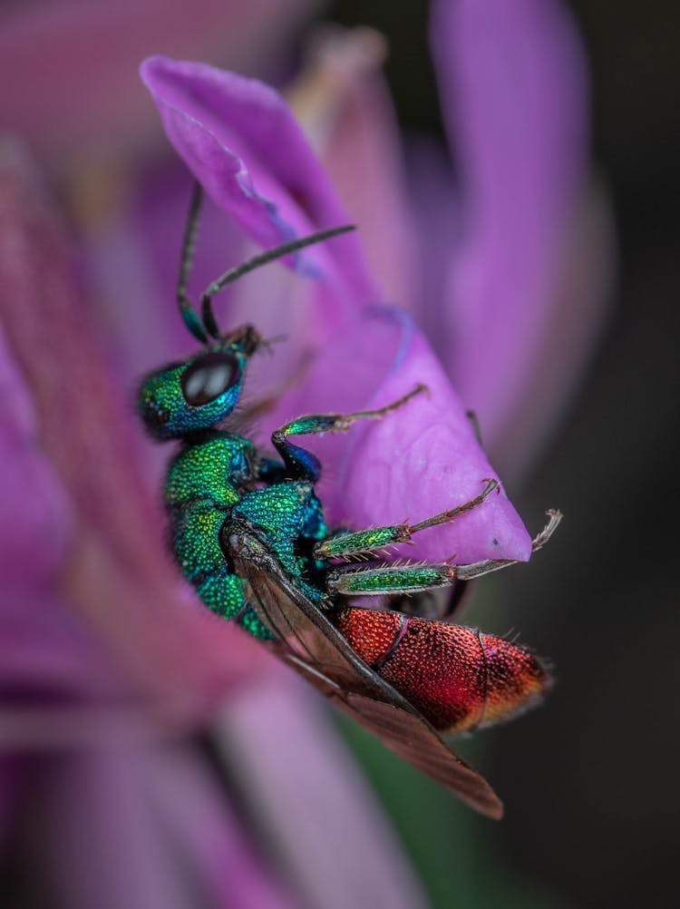 Green And Red Fly On Violet Petal