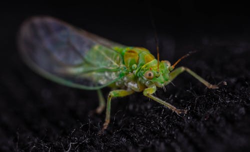 Close up of Mantis