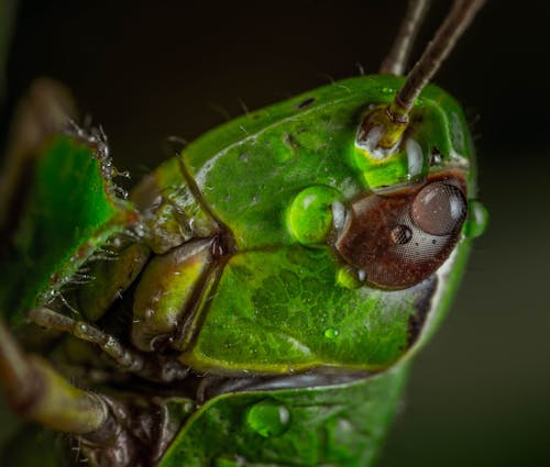 Extreme Close-Up Photo of Grasshopper Head Covered with Water Droplets