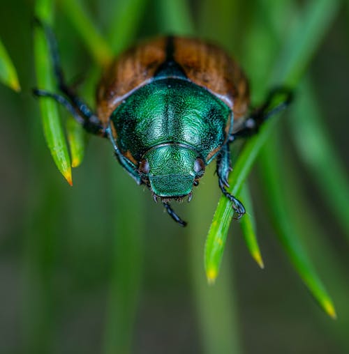 Head of a Beetle