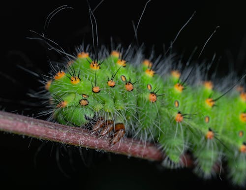Close up of Caterpillar