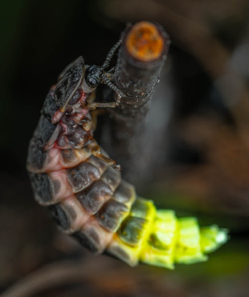 Close up of Bug