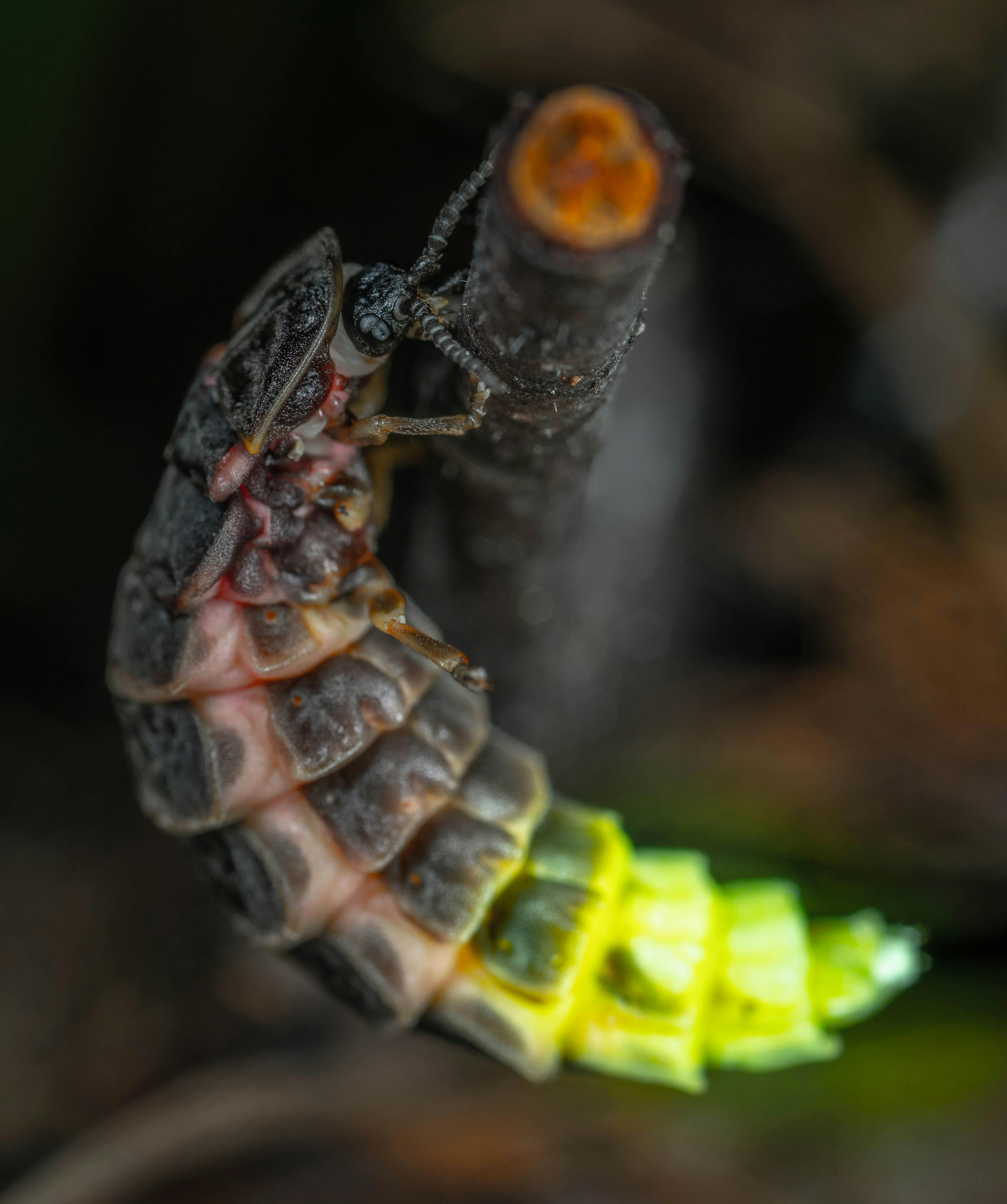 Bug on Plant Stem · Free Stock Photo