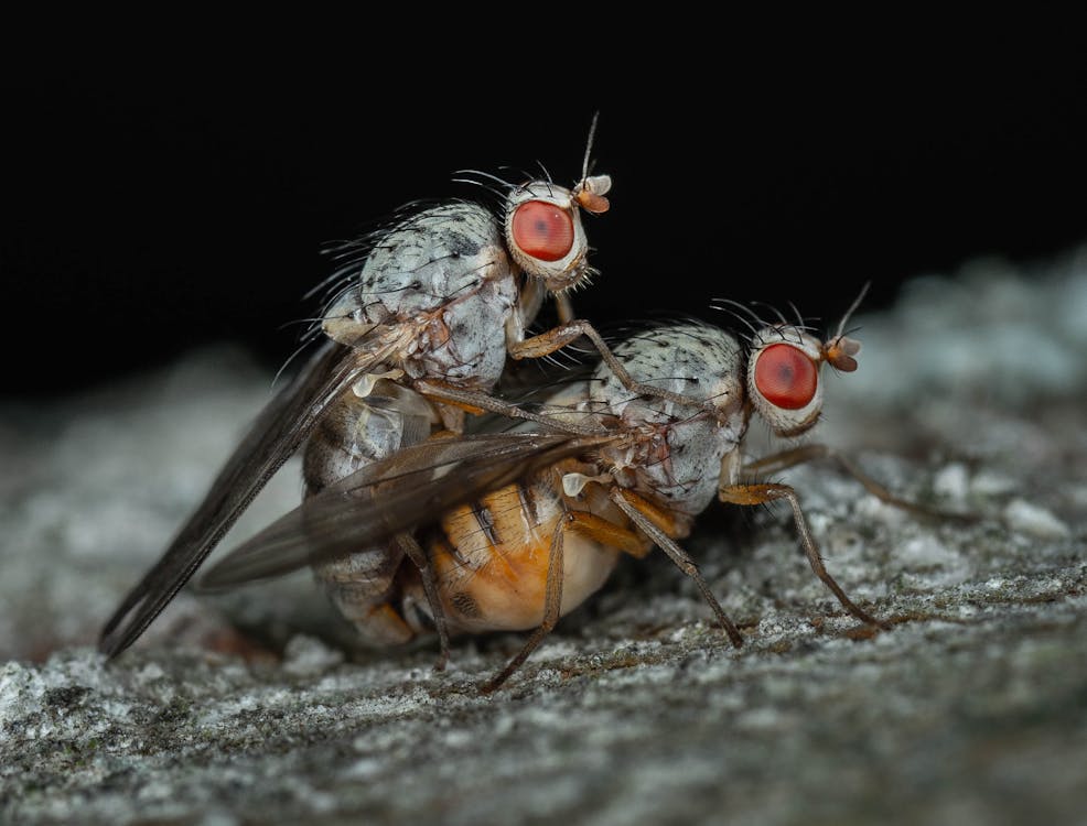Close-Up Photo of Two Pegomya Flies Mating
