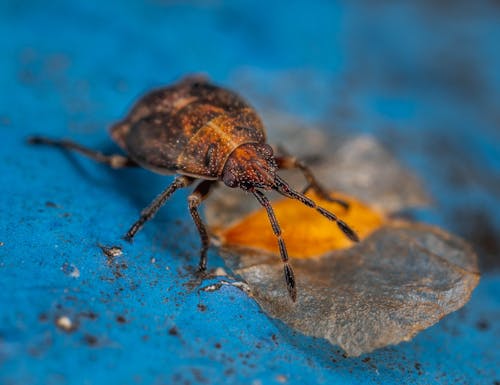 Beetle on Blue Surface