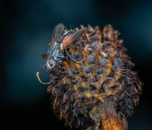 Close-Up Photo of Eriothrix Fly Sitting on a Plant Seed Pod