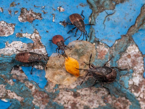Foto d'estoc gratuïta de Beetles, blau, fotografia d'animals