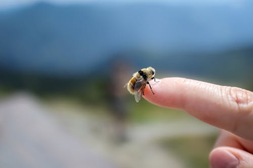 Bumblebee on Man Finger