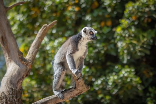 Free Ring-tailed lemur perched on a branch at Prague Zoo, capturing wildlife essence. Stock Photo