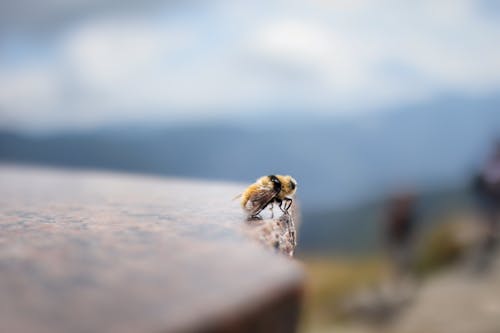 Kostenloses Stock Foto zu hummel, natur, selektiven fokus