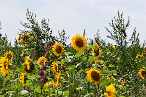 Foto stok gratis berkuasa, bidang, bunga matahari