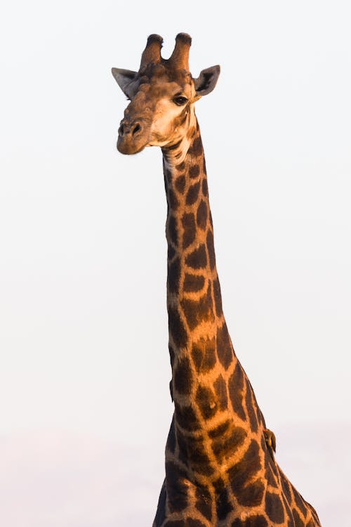 Kostnadsfri bild av djurfotografi, giraff, huvud