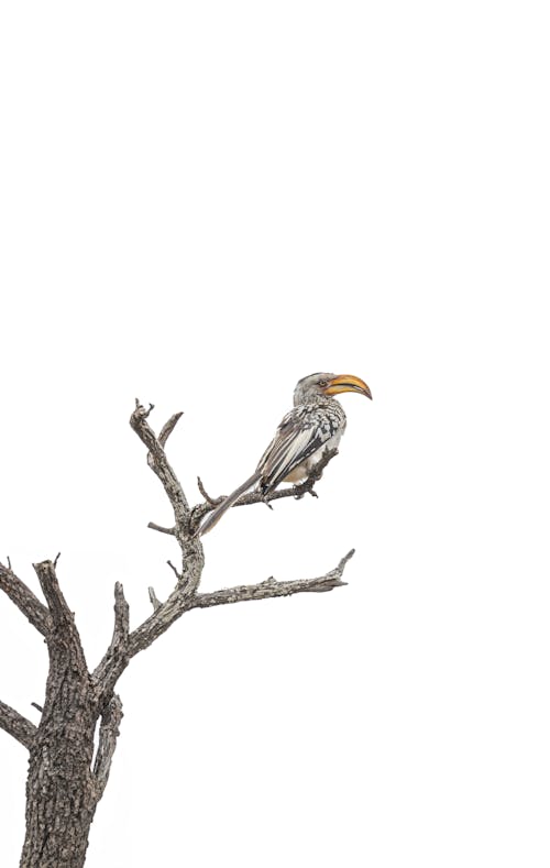 Hornbill Perching on Tree