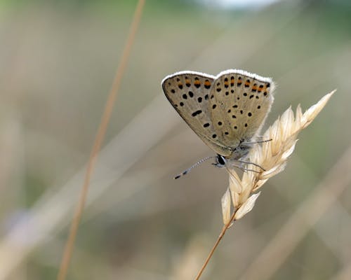 Spotted Butterfly on Blade of Grass