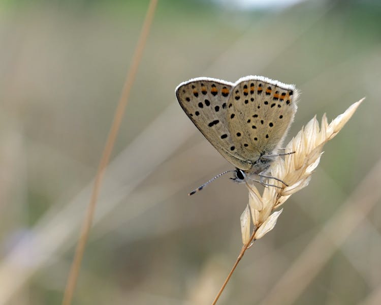 Spotted Butterfly On Blade Of Grass