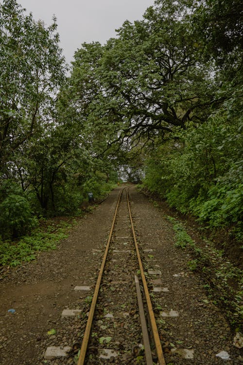 Railway Track in Forest