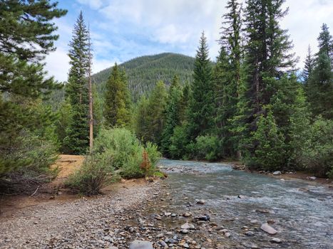 Serene mountain stream flowing through lush conifer forest with rocky banks and blue sky.