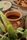 pot