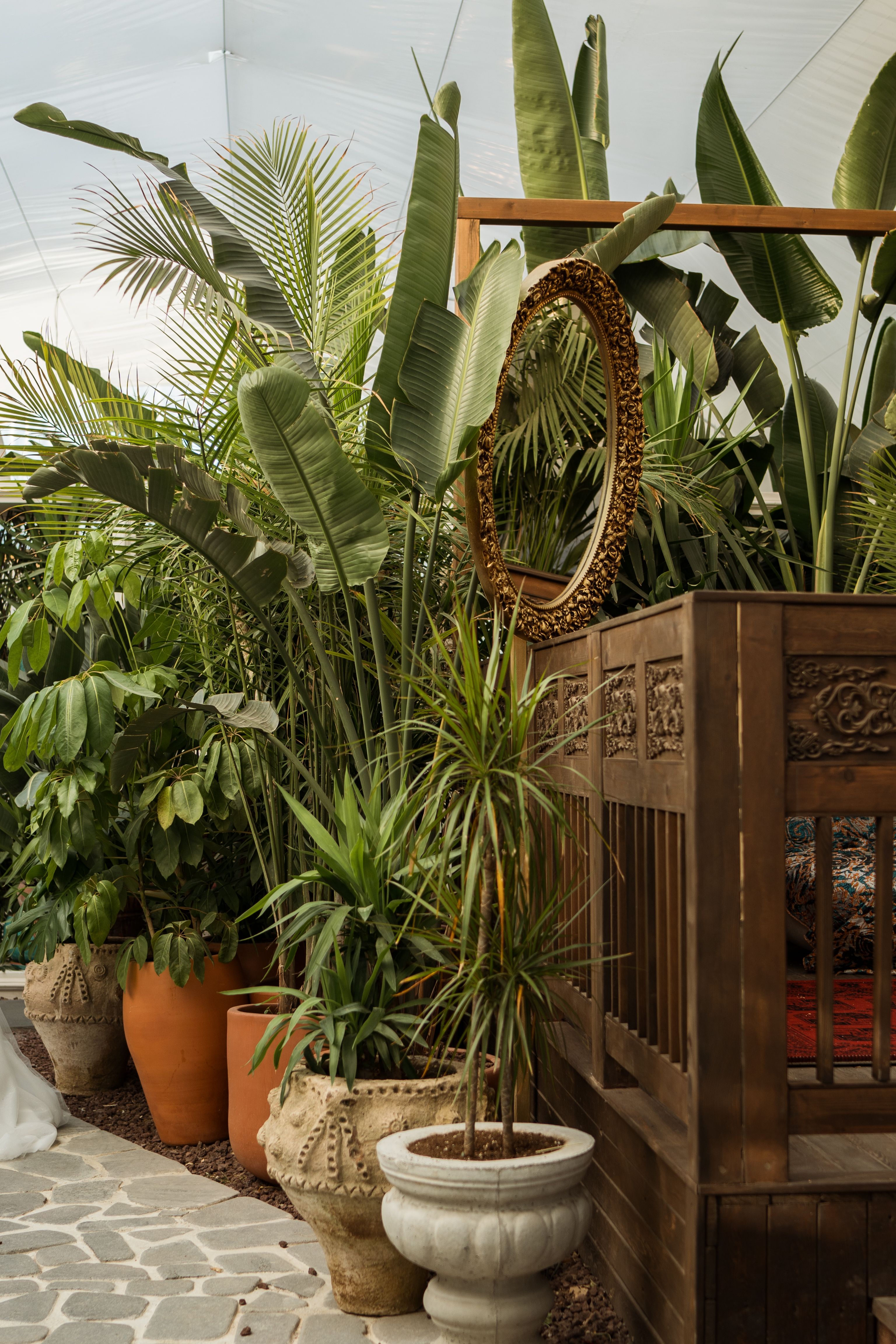dracaena marginata bicolour Oriental Dracaena Marginata Tricolor – Pulpy Garden