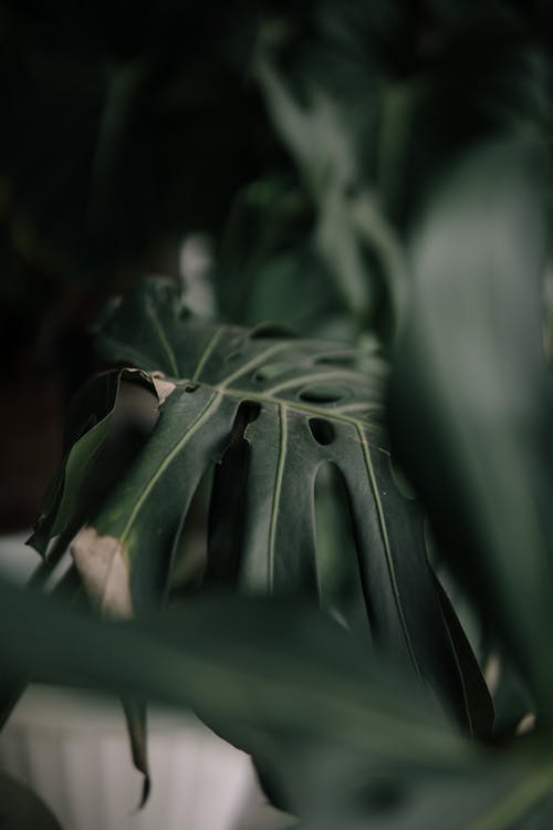 Dark Green Monstera Leaves