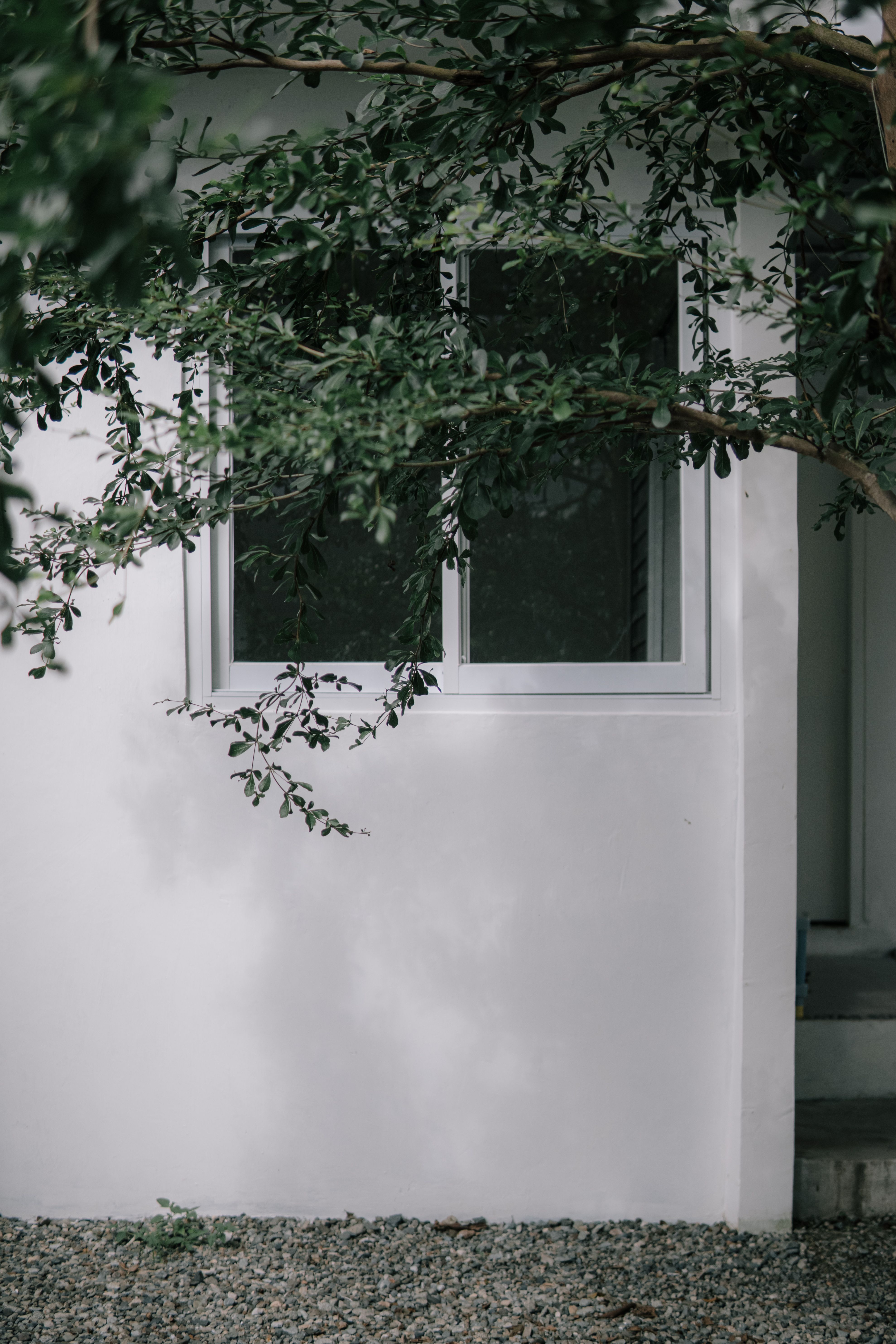 Tree Branch by White Wall and Window · Free Stock Photo