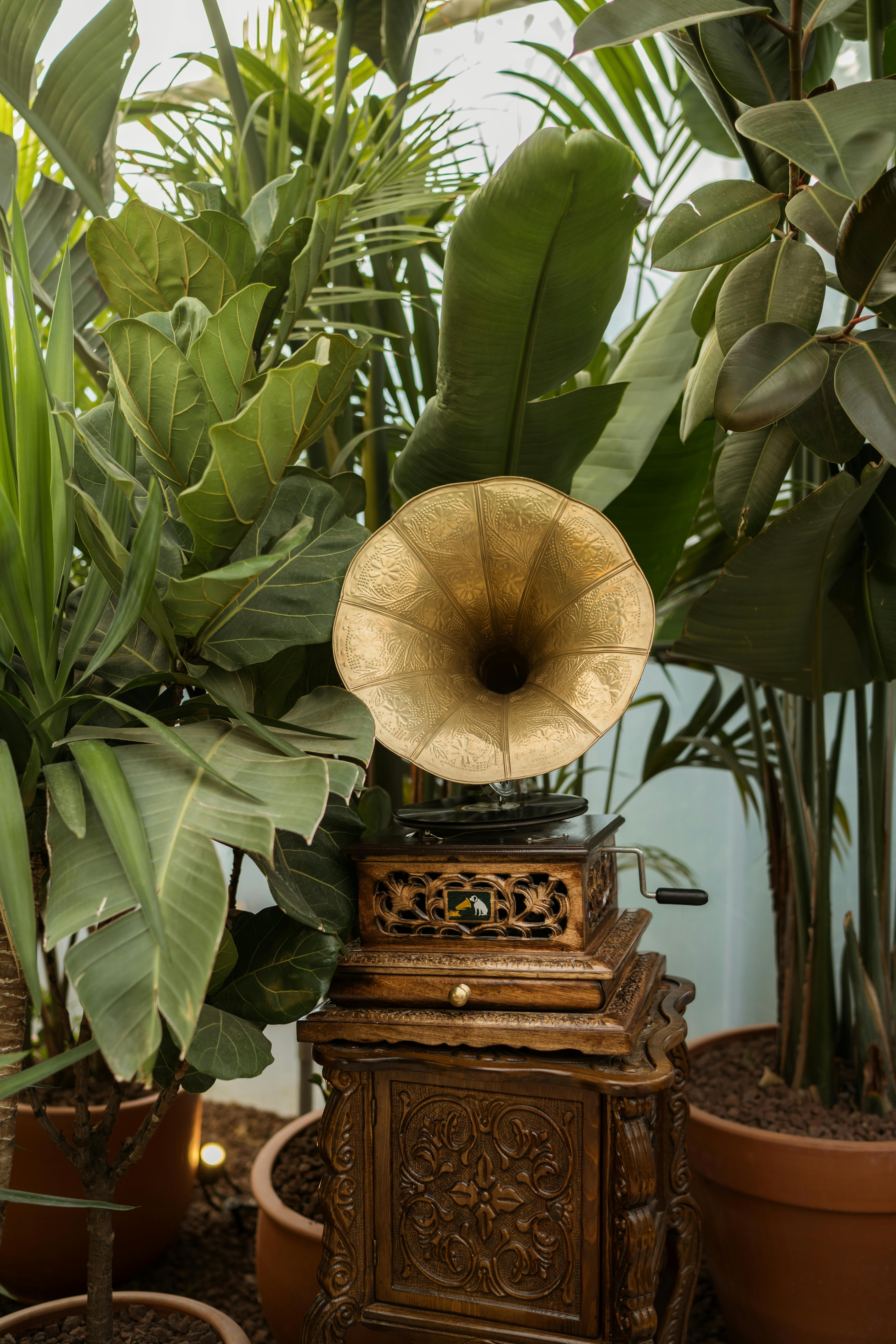 Gratuit Photos gratuites de antiquité, artistique, botanique Photos