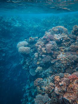 Stunning view of a vibrant coral reef underwater, showcasing diverse marine life.