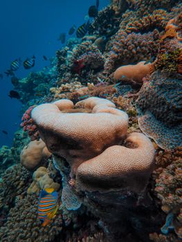 Explore the vibrant beauty of an underwater coral reef teeming with diverse marine life and colorful fish.