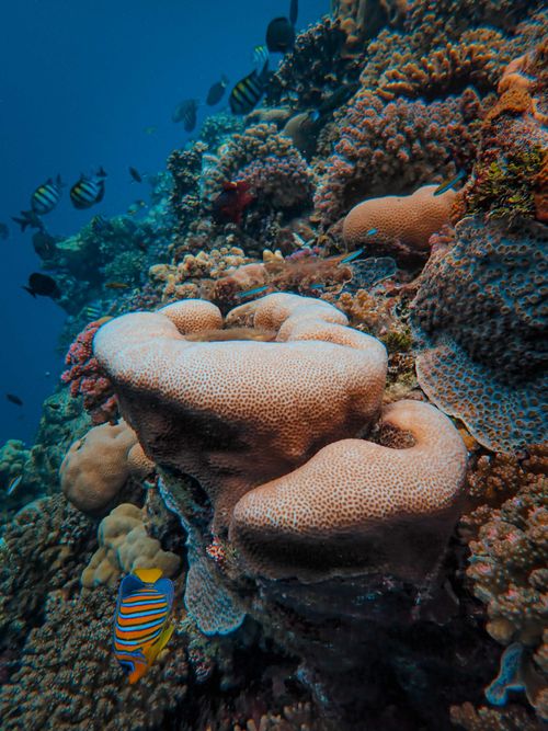Free Explore the vibrant beauty of an underwater coral reef teeming with diverse marine life and colorful fish. Stock Photo