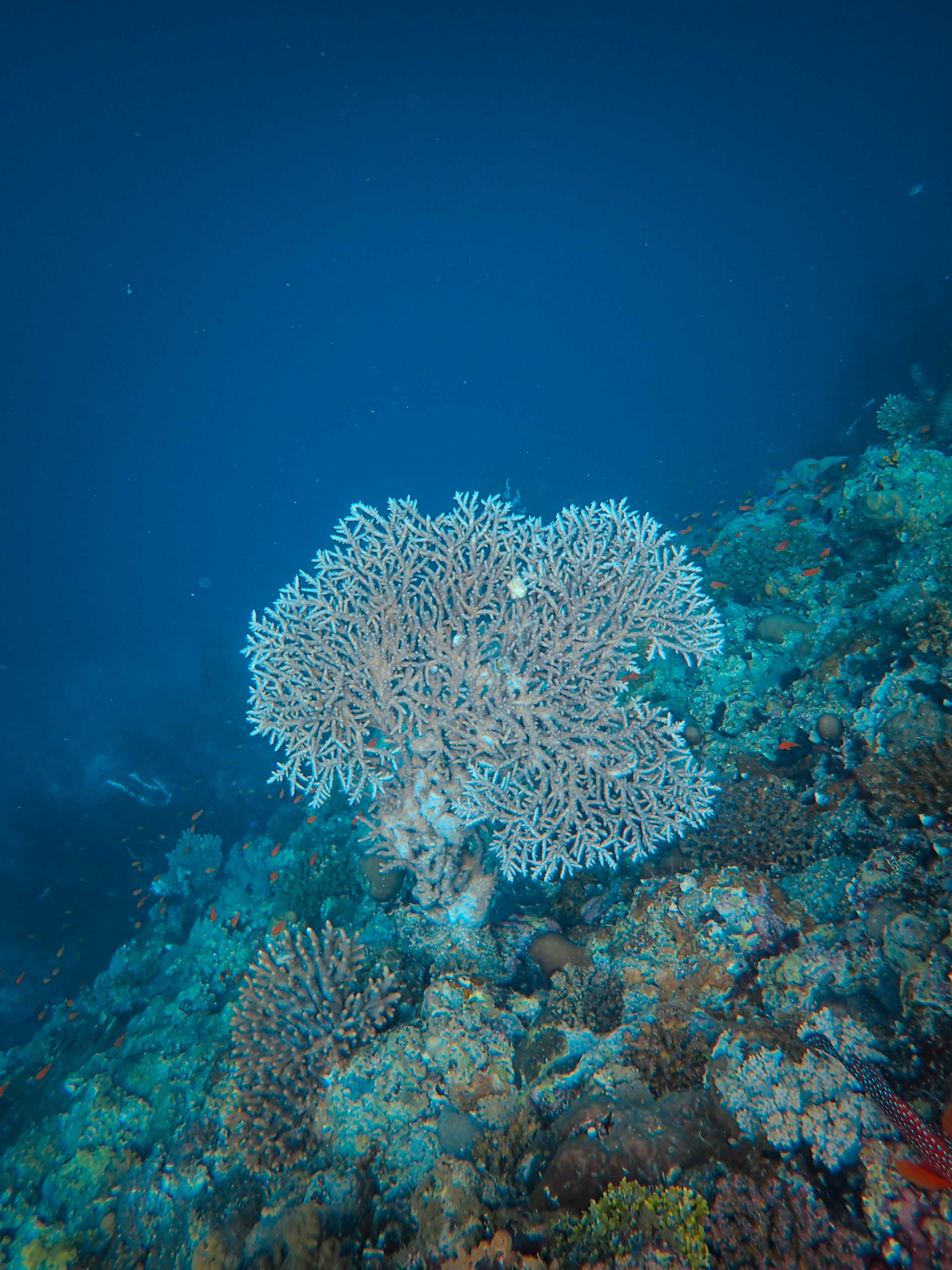 Terumbu karang warna-warni di kawasan wisata Bunaken yang jadi rumah ribuan ikan
