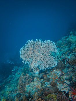 A bright coral reef underwater featuring diverse marine life in a vibrant ocean setting.