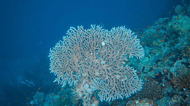 Terumbu karang warna-warni di kawasan wisata Bunaken yang jadi rumah ribuan ikan
