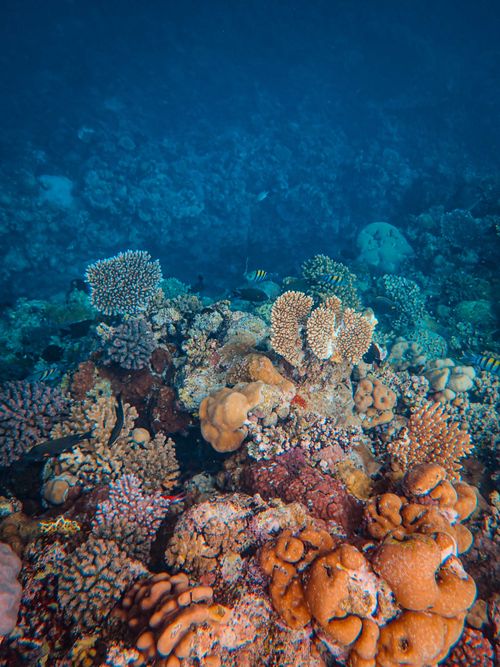 Free Colorful and diverse coral reef ecosystem teeming with marine life. Stock Photo